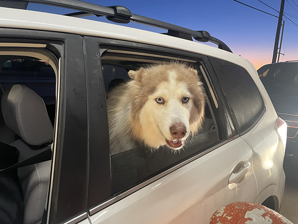 A cute husky in the drive thru