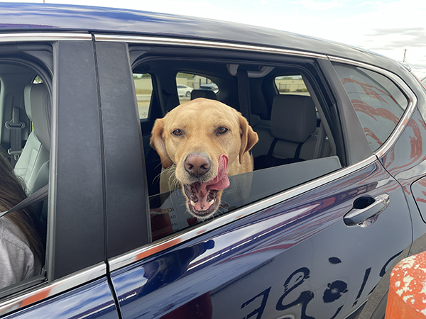 a cute yellow labrador licking his lips in anticipation for his pup cup.